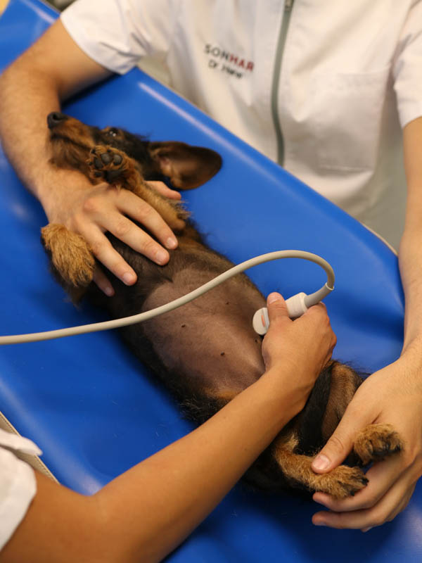Photographies pour cabinet vétérinaire